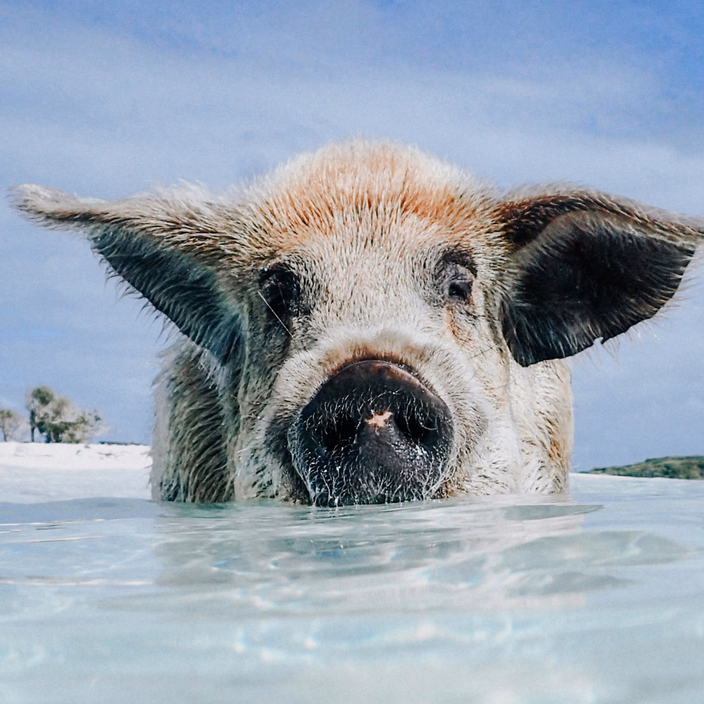 From Snowball To The Forlorn