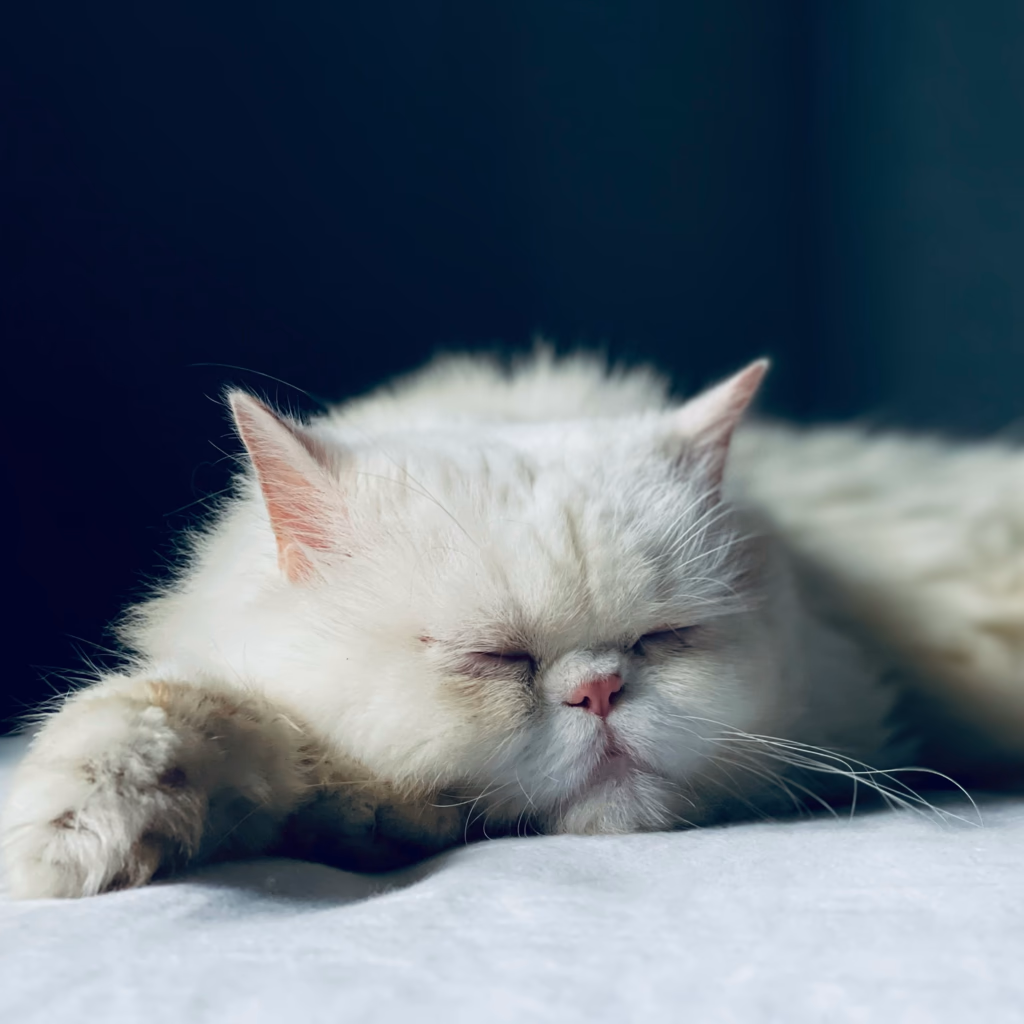 A Mighty Nap