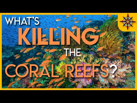 What's Killing The Coral Reefs?