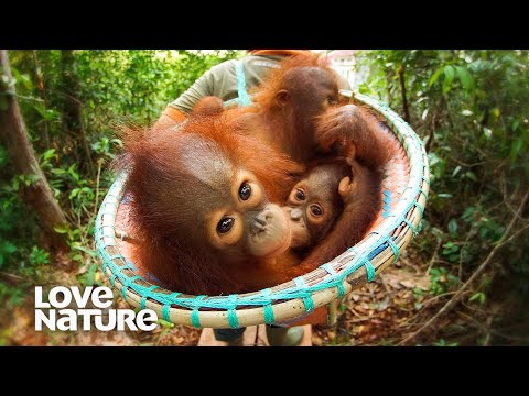 Baby Primates Love Their Caretakers | Baby Orangutans Compilation | Love Nature