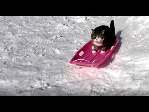 そりとねこ。-The sled and Maru.- ❤️