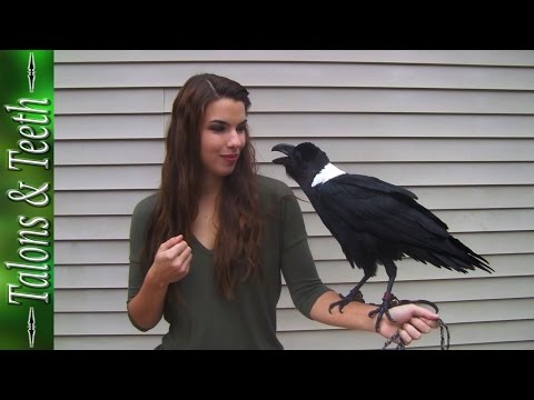 Ravens can talk!