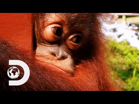 Baby Orangutan Bursts Into Tears On The Climbing Ropes