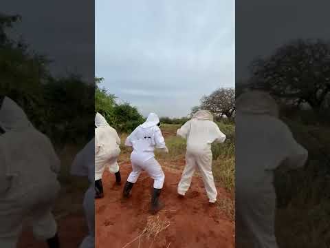 🐝Watch members of our Elephants and Bees STE team demonstrate the honeybee waggle dance in Sagalla 🐝