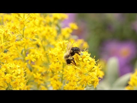 Neonicotinoids: The New DDT?