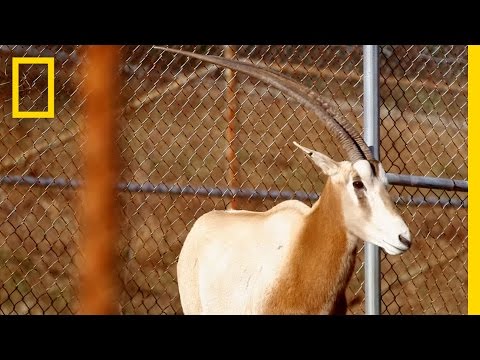 Scimitar-Horned Oryx