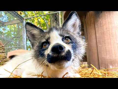 This fox has a bossy interspecies girlfriend