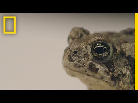 Can We Save These Rare Toads From Extinction?