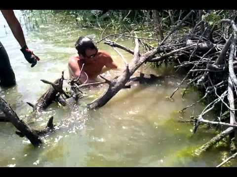 Noodling a 84lb flathead catfish in 1ft of water!!