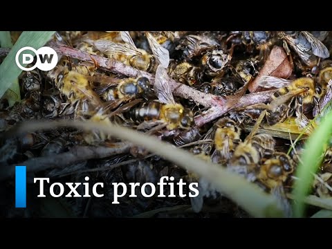 Bayer and the bees | DW Documentary