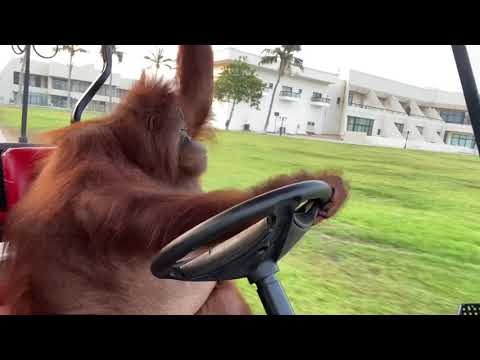 Famous orangutan driving a golf cart.