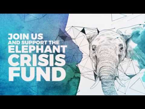 A film about the Elephant Crisis Fund narrated by Leonardo DiCaprio