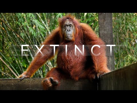 What happens if Orangutans go Extinct?