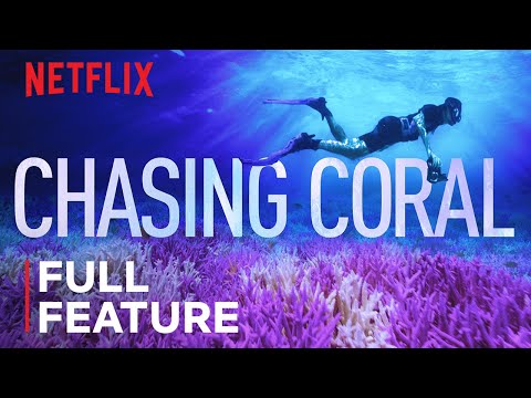 Chasing Coral