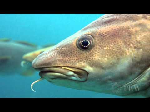 Cod: The Fish that Made New England