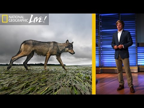 A Quest to Find Canada’s Elusive Coastal Wolf