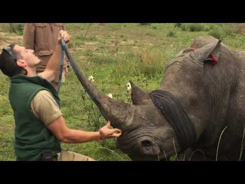 Saving Rhinos, one horn at a time