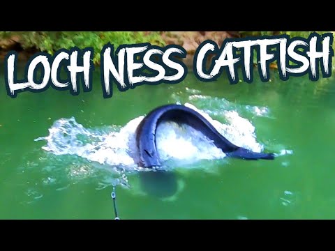 LOCH NESS MONSTER CATFISH 🦕