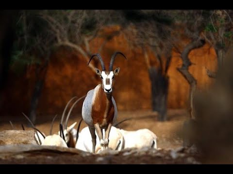 The Scimitar-Horned Oryx, Dama Gazelle, & Addax