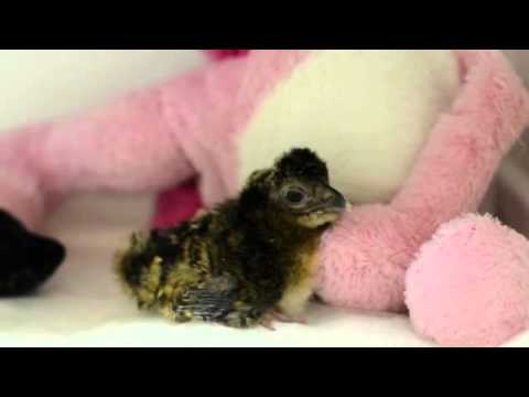 Rare Alagoas curassow bird hatches in Brazilian zoo raising hopes against extinction