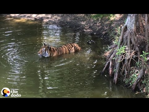 Here's Why Tigers Are Going Extinct