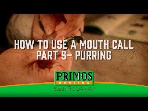 How to Use a Mouth Call Part 5 - Purring