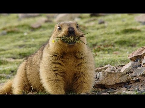 On the frontline! Chinese ranger risks life to protect animals, environment