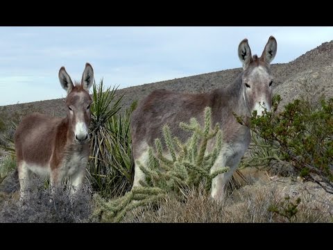 Exploring the Abandoned Copper Aces Mine Part 2