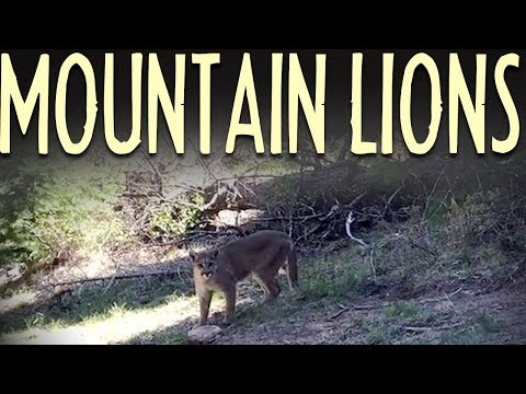 Mountain Lion Safety Tips