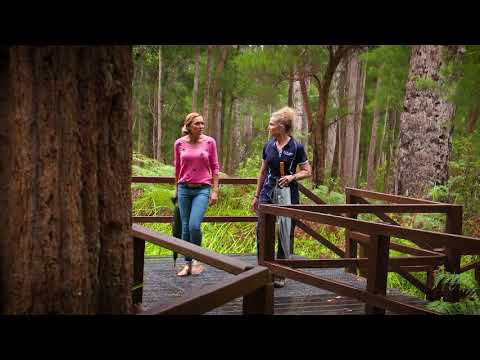 Destination WA - Valley of the Giants Treetop Walk